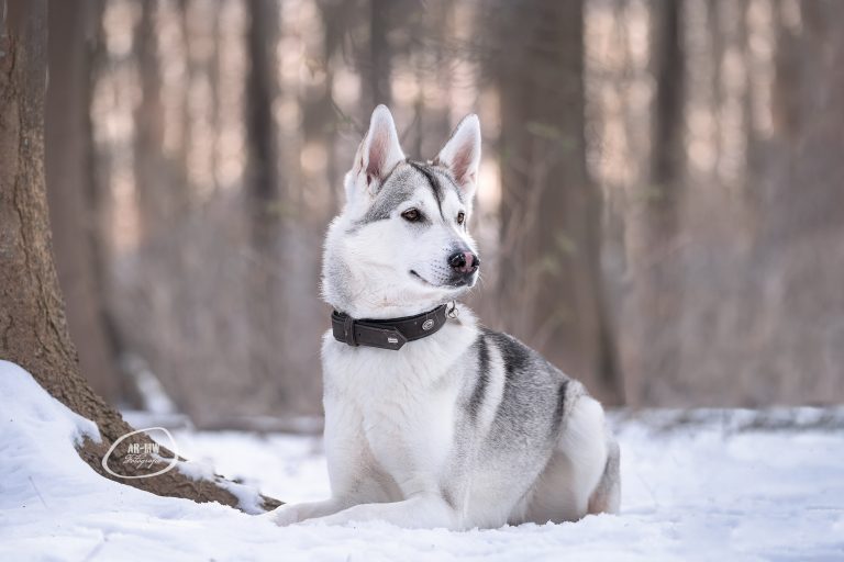 Die Geschichte des Tamaskans